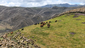 dji 20240802130354 d