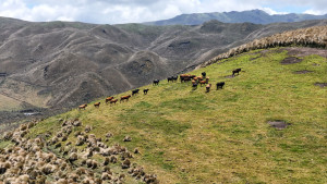 dji 20240802130359 d