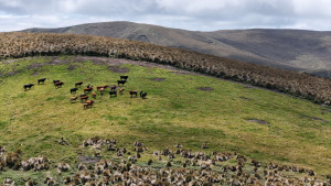 dji 20240802130412 d