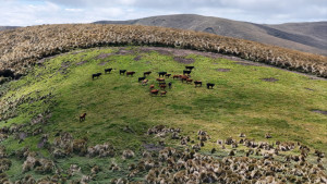 dji 20240802130428 d