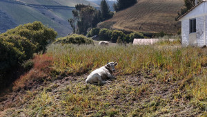 dji 20240802144507 d